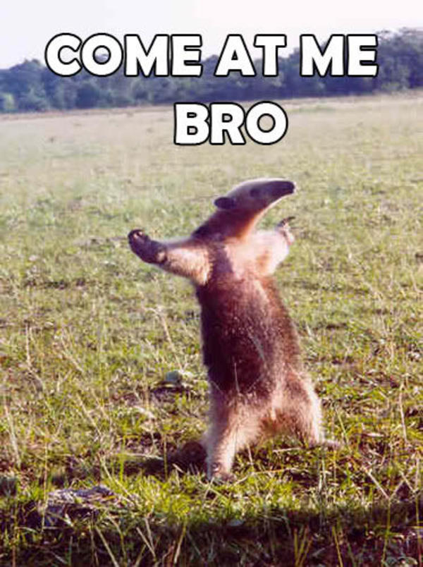 Featured image of post Anteater Meme Come At Me Bro
