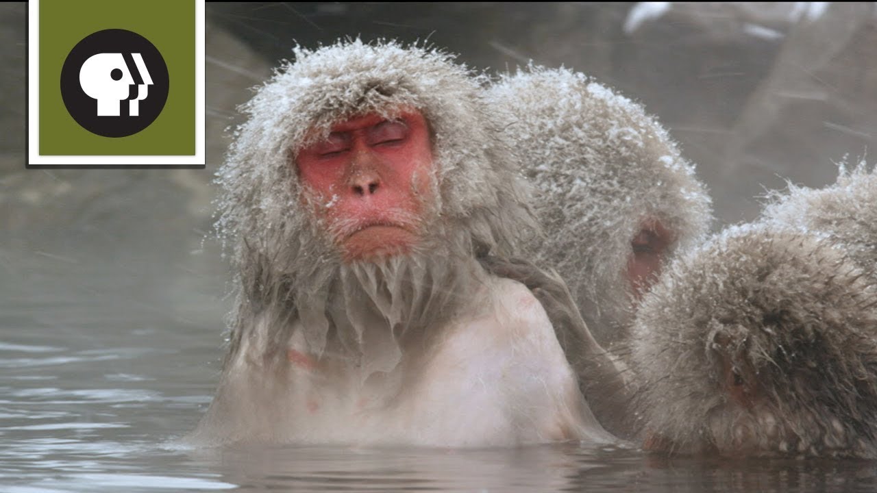 Featured image of post Arctic Monkey In Water