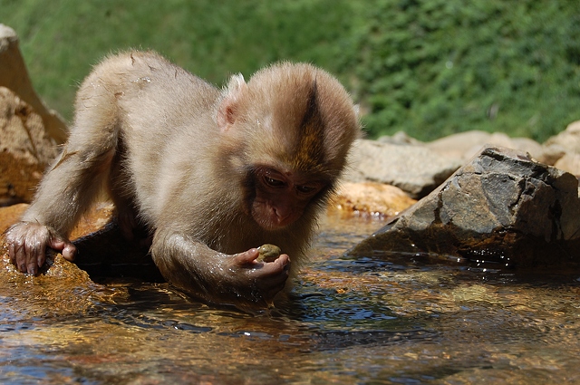 Featured image of post Baby Monkey In Water