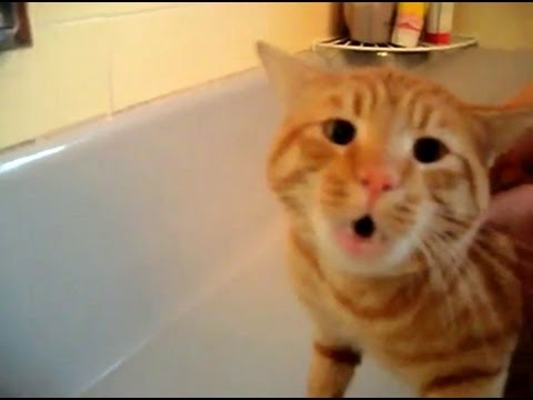 Featured image of post Cat Says No To Bath