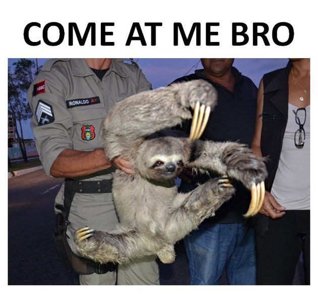 Featured image of post Come At Me Bro Sloth Meme