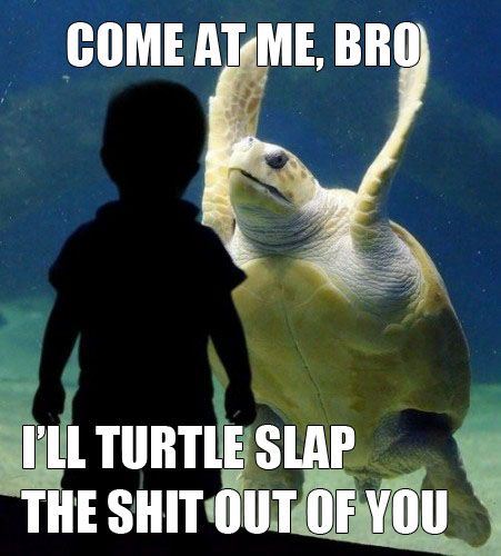 Featured image of post Come At Me Bro Turtle Meme