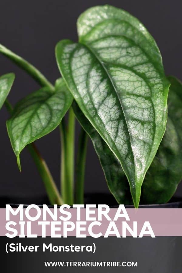 Featured image of post Flower Monstera Siltepecana