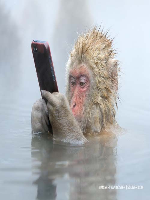 Featured image of post Funny Monkey In Water