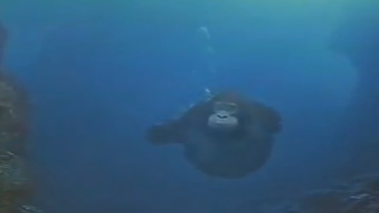 Featured image of post Monkey In Water Gif