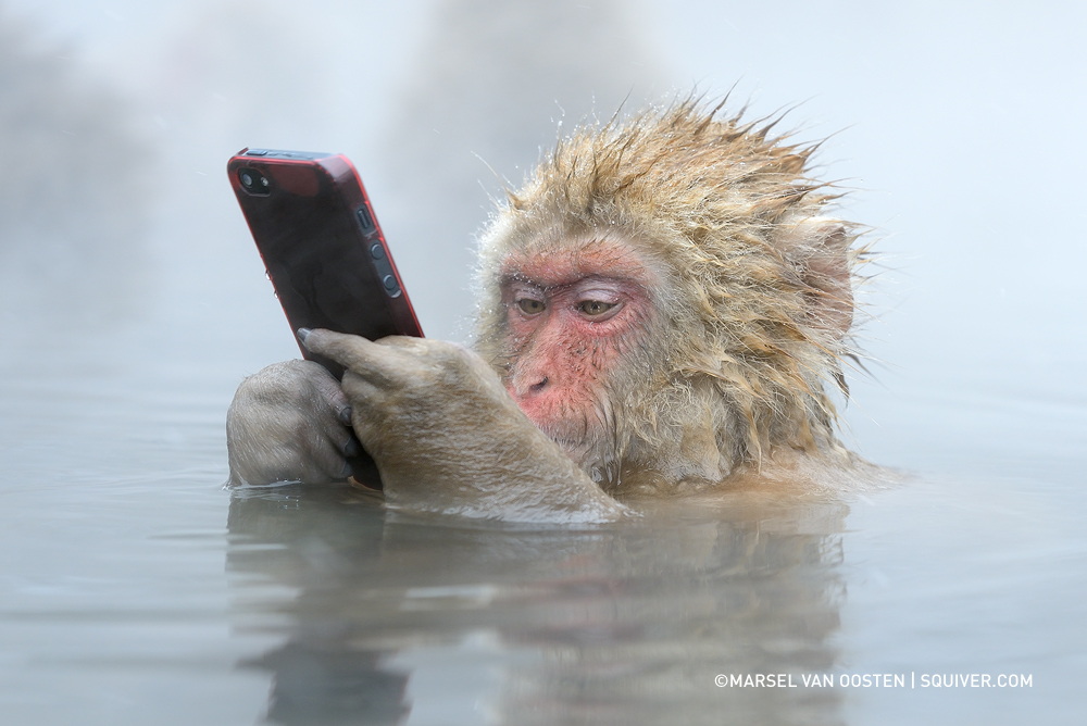 Featured image of post Monkey In Water With Phone