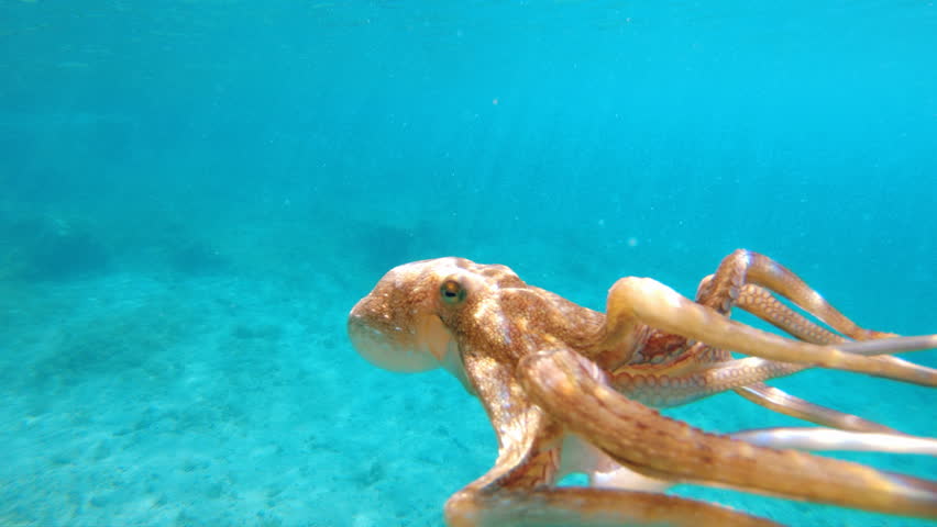 Featured image of post Octopus Swimming Away