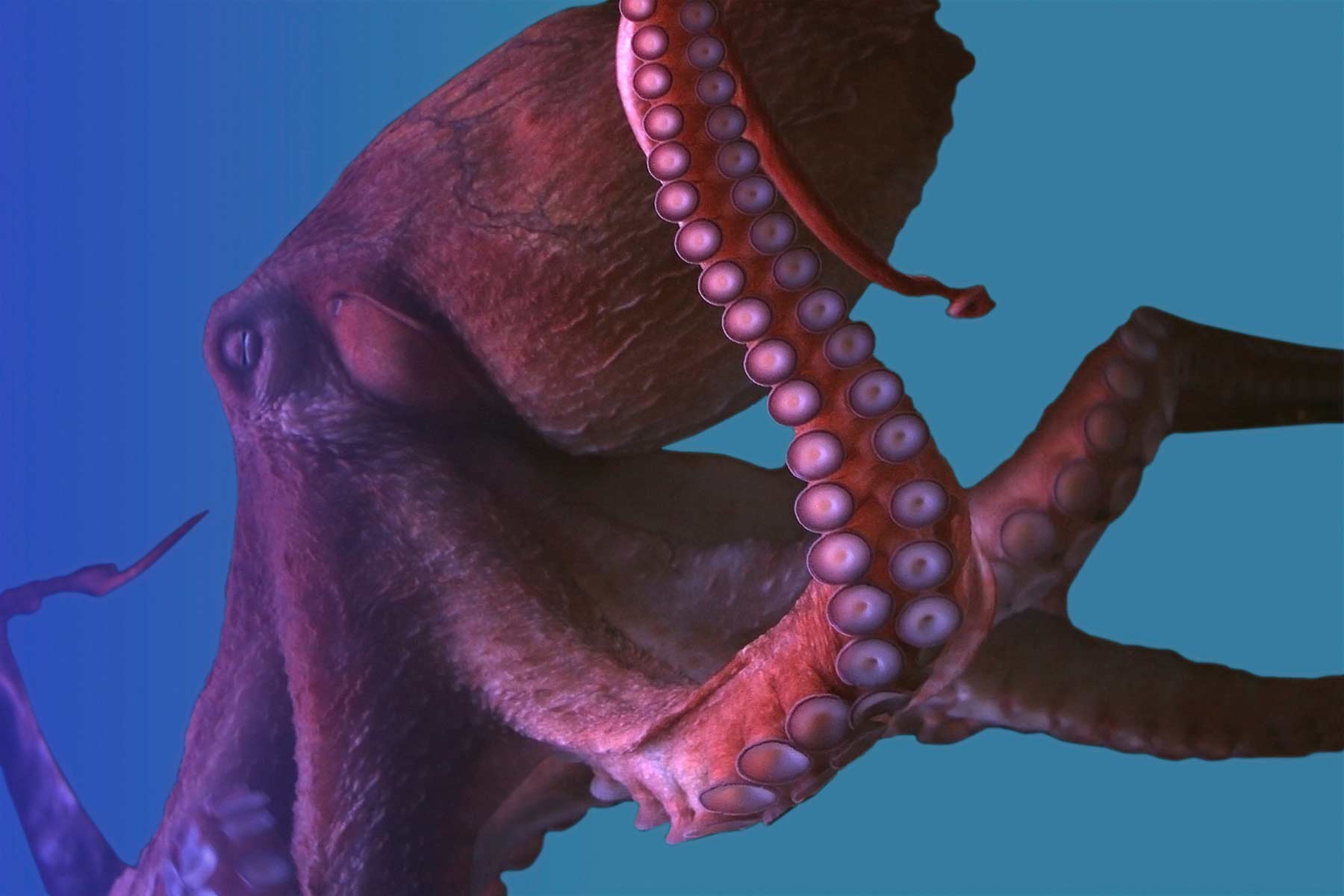 Featured image of post Octopus Swimming Down