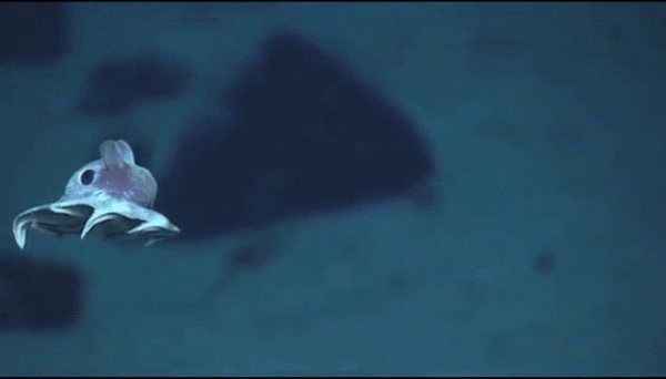 Featured image of post Octopus Swimming Gif