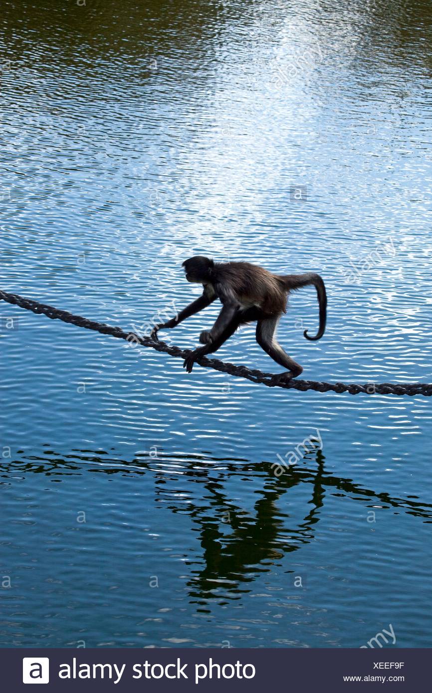 Featured image of post Spider Monkey In Water